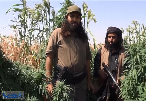 درآمدزایی داعش از مزارع خشخاش 