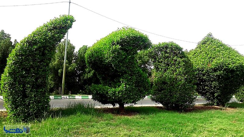  درختی که متهم به آلرژی در اهواز است 